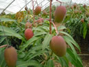 石垣島　有機栽培　アップルマンゴー栽培風景